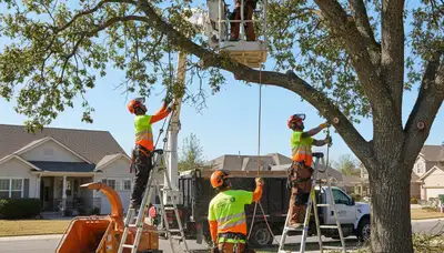 Arbor Tree Care crew pruning a tree in Lakeland, FL for safer, healthier growth