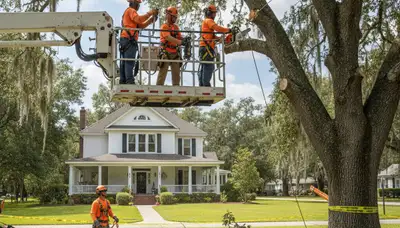 Tree service crew in Lakeland, FL providing professional tree care and removal services