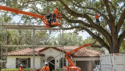 Tree service crew in Lakeland, FL providing professional tree trimming and removal services