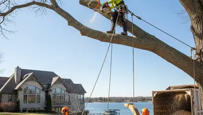 Tree service crew in Lakeland, FL providing professional tree care and removal services