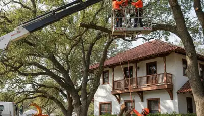Tree service crew in Lakeland, FL providing professional tree trimming and removal services