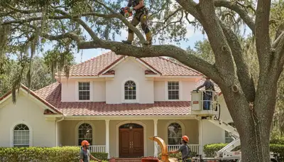 Tree service crew in Lakeland, FL providing professional tree care for local properties