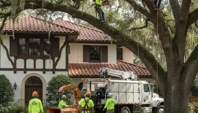 Tree service crew in Lakeland, FL providing professional tree care and removal services