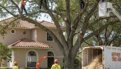 Tree service crew in Lakeland, FL handling professional tree care for local property owners