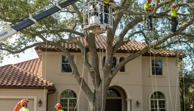 Tree service team in Lakeland, FL providing professional tree care and removal for local properties