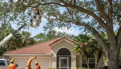Tree service crew in Lakeland, FL providing professional tree trimming and removal services
